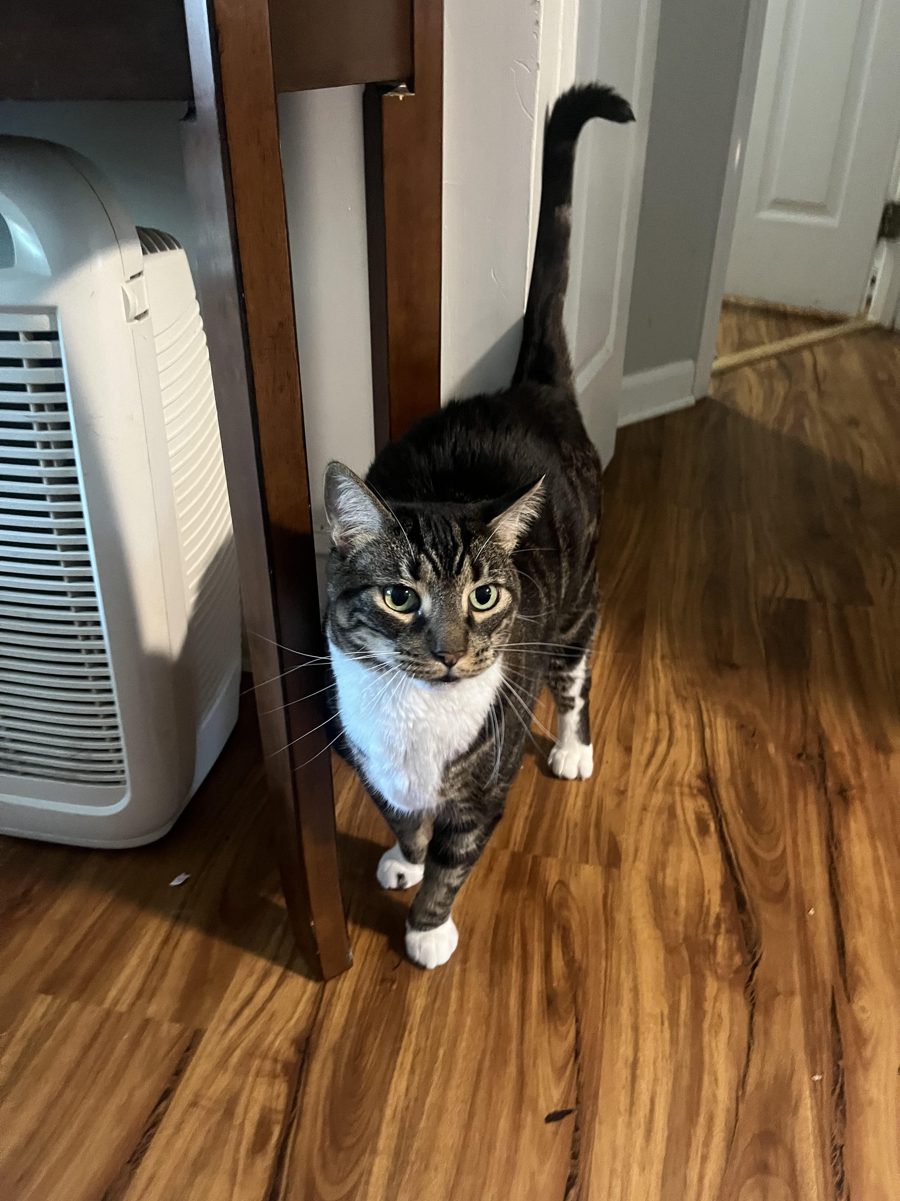 ARCHIMEDES ARCHIMEDES