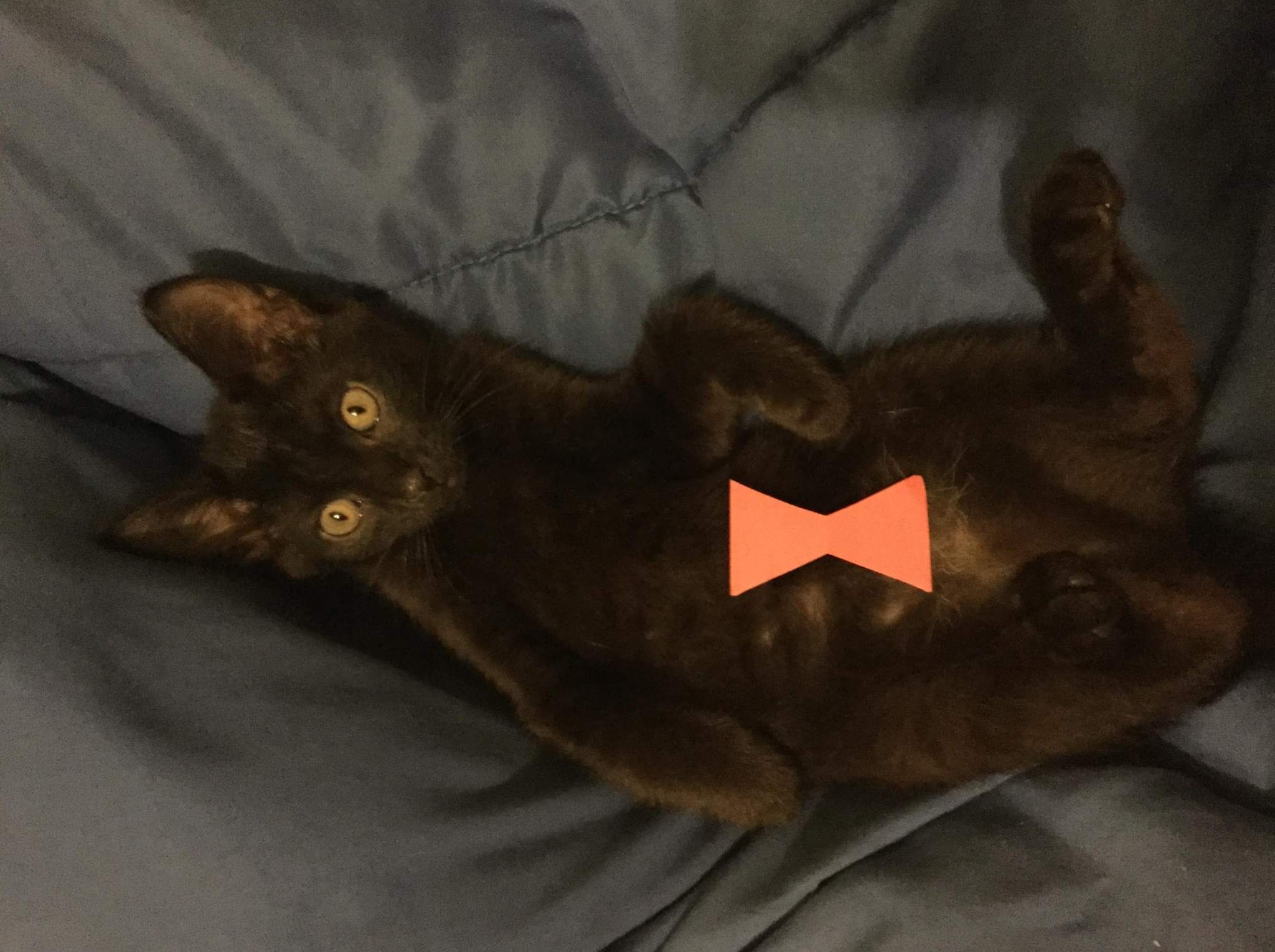 BABYSPIDER BABYSPIDER